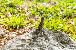 Iguana lizard gecko reptile on rock stone ground in Mexico. photo