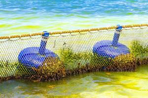 Seaweed Sargazo net caribbean beach water Playa del Carmen Mexico. photo