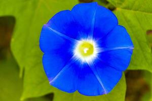 Beautiful blue purple Morning Glory plant flower at dawn Mexico. photo