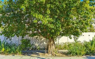 Huge beautiful Ficus maxima Fig tree Playa del Carmen Mexico. photo