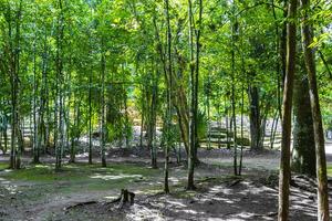 Coba Maya Ruins ancient buildings pyramids in tropical jungle Mexico. photo