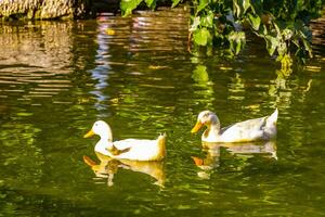 White ducks Duck geese swimming in green park pond  Greece. photo