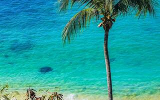 Palm tree beach blue turquoise water waves Carrizalillo Puerto Escondido. photo