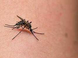 mosquito chupando sangre en la piel humana foto