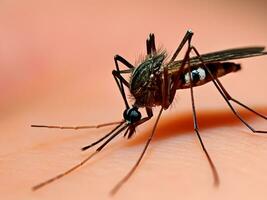 mosquito sucking blood on human skin photo