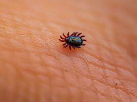 close up of red tick with blood. macro shot of human hand with tick. photo