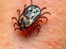 close up of red tick with blood. macro shot of human hand with tick. photo