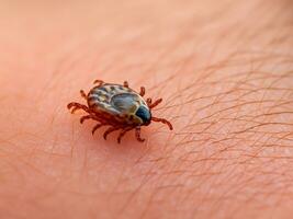 close up of red tick with blood. macro shot of human hand with tick. photo