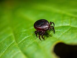 red tick on green leaf photo