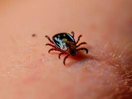 close up of red tick with blood. macro shot of human hand with tick. photo