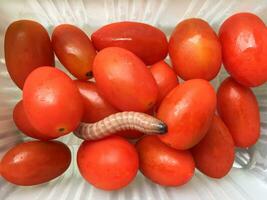 fresh red and white cherry tomatoes photo