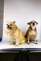 Cute dog on table in photo studio
