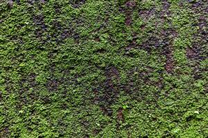 Green moss on the old wall. Abstract background and texture for design. photo