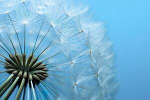 Close up of dandelion on the blue background. Generative AI photo