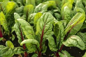Chard growing in an urban garden. Garden beet and salad leaves close up. Generative AI photo