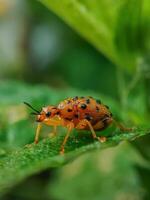 Orange color bug image photo