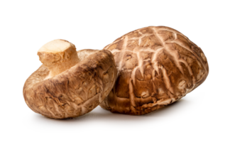 Fresh shiitake mushrooms in stack isolated with clipping path and shadow in png file format. Japanese and Chinese herb