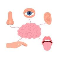 Brain connection with five human senses, hearing, vision, smell, taste, touch. Signal between brain and ear, eye, nose, mouth with tongue, hand. Human sense organs set. Vector illustration