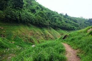 Freshness landscape for tropical rain forest with foggy and greenery mist in wild jungle. Travel in Thailand photo