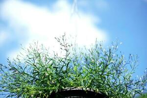 Blooming white flowers in black pot hanging with iron pole in natural light garden and blue sky photo
