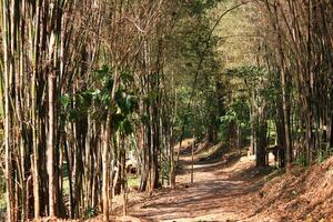 Natural footpath and sunlight in dry tropical forest and wildlife in summer photo