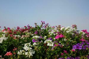floreciente vistoso flores campo con azul cielo foto