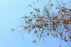 Beautiful bright dry leaves branch with blue sky in forest summer photo