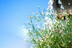 Blooming white flowers in natural light garden and blue sky photo