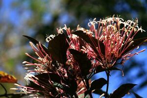 Blooming ixora flowers in tropical forest photo