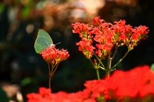 florecer rojo flores con mariposa en natural ligero y primavera flores foto