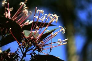 Blooming ixora flowers in tropical forest photo