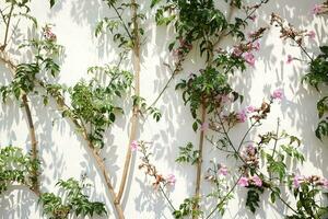 ivy plants on concrete wall in natural sunlight photo