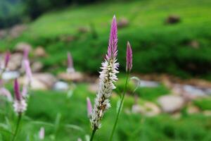 Blooming and fresh grass flowers in tropical rain forest and greenery wild jungle and Stream flowing through rocks. Travel in Thailand photo