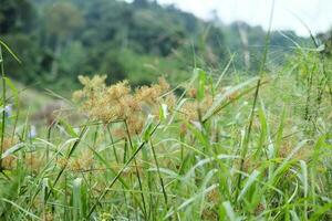 Blooming and fresh grass flowers in tropical rain forest and greenery wild jungle. Travel in Thailand photo