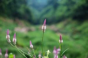 Blooming and fresh grass flowers in tropical rain forest and greenery wild jungle. Travel in Thailand photo