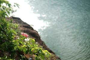 Blooming Pink Brazil Bougainvillea flowers or lesser bougainvillea against near the river. Copy space photo