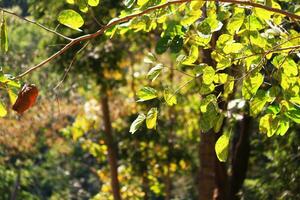 Beautiful bright green leaves branch in tropical forest photo