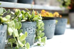 suculentas plantas y cactus en aluminio Clásico maceta decoración en al aire libre jardín hogar y cafetería. foto