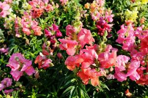 Blooming pink flowers field in the meadow with natural sunlight. photo