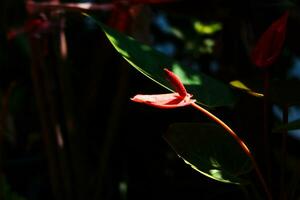 Blooming beautiful red Peace lily or Spathiphyllum flowers Botanical in garden with natural sunlight photo