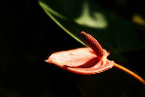 Blooming beautiful red Peace lily or Spathiphyllum flowers Botanical in garden with natural sunlight photo