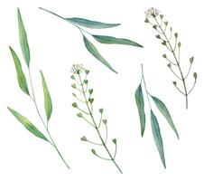 Watercolor capsella and field grass. Hand drawn watercolor illustration. Decorative design elements Vector. vector