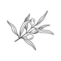 Sketch of olive branch with berries and leaves. Hand drawn vector line art illustration. Black and white drawing of the symbol of Italy or Greek for cards, design logo, tattoo.