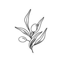 Sketch of olive branch with berries and leaves. Hand drawn vector line art illustration. Black and white drawing of the symbol of Italy or Greek for cards, design logo, tattoo.