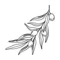 Sketch of olive branch with berries and leaves. Hand drawn vector line art illustration. Black and white drawing of the symbol of Italy or Greek for cards, design logo, tattoo.