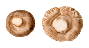 top visie reeks van vers shiitake champignons geïsoleerd met knipsel pat in PNG het dossier formaat. Japans en Chinese kruid