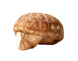 Fresh shiitake mushroom isolated with clipping path in png file format Japanese and Chinese herb