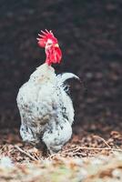 A white hen photo