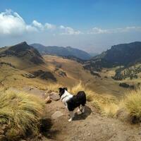 un perro murga para sus Maestro en un montaña sendero foto