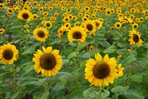 Sunflower blooming field. photo